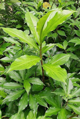 1 Well Rooted 3β-5β Insulin Plant | Costus igneus | Spiral Ginger Bare Root Herb for Sugar Control, Ayurvedic & Medicinal Use