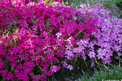 Scarlet Flame Creeping Phlox Seeds - 100+ Flower Seeds - USA Grown - - Ground Cover - Drought Tolerant - Butterfly Attractor