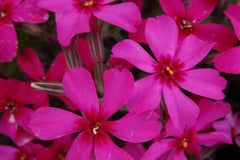 Scarlet Flame Creeping Phlox Seeds - 100+ Flower Seeds - USA Grown - - Ground Cover - Drought Tolerant - Butterfly Attractor