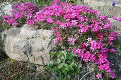 Scarlet Flame Creeping Phlox Seeds - 100+ Flower Seeds - USA Grown - - Ground Cover - Drought Tolerant - Butterfly Attractor