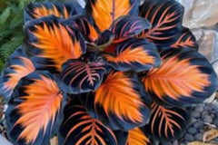 Sunburst Calathea Seeds – 25 Tropical Houseplant Seeds – USA Grown – – Easy Care – Striking Foliage – Indoor Garden