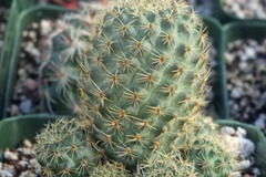 Live "Roadkill" Cactus Plant Cutting - Unique Cactus Cutting for Indoor & Outdoor Growth, Easy to Care For