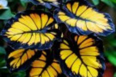 Sunburst Calathea Seeds – 25 Tropical Houseplant Seeds – USA Grown – – Easy Care – Striking Foliage – Indoor Garden