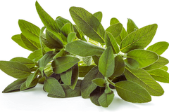 Sage Seeds for Planting | Non-GMO Heirloom Variety | Fresh Garden Seeds | Salvia officinalis