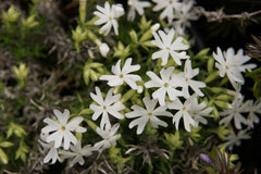 Snowflake Creeping Phlox Seeds - 100+ White Ground Cover Seeds - USA Grown - - Drought Tolerant - Butterfly Garden - Perennial