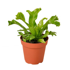 Bird's Nest 'Leslie' Fern