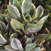 Variegated Jade Plant (Crassula ovata) | Lucky Money Succulent | Easy Care Indoor Plant | Live Succulent 2.5 Inch Pot