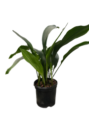 Aspidistra 'Cast Iron'