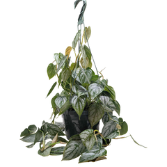 Philodendron 'Brandi'