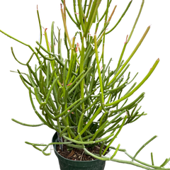 Euphorbia 'Pencil Cactus'