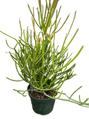 Euphorbia 'Pencil Cactus'