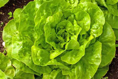 Romaine Lettuce Seeds - 1200+ Non-GMO Red Leaf Heirloom Seeds for Vegetable Garden - Great for Home Gardening