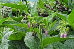Live Root Cuttings Russian Comfrey - Bocking 4 Cultivar - Perennial Garden Plant