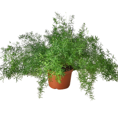 Fern 'Sprengeri'