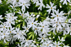 Snowflake Creeping Phlox Seeds - 100+ White Ground Cover Seeds - USA Grown - - Drought Tolerant - Butterfly Garden - Perennial
