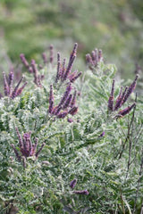 Amorpha canescens Seeds – Lead Plant | Native Prairie Shrub | Drought Tolerant Pollinator Plant | 50 Seeds