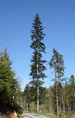 Abies alba Seeds β European Silver Fir, White Fir, Evergreen Conifer Tree (10 Seeds)