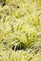 Live Golden Sweet Flag Acorus gramineus โOgonโ | Hardy Aquatic Marginal Pond Plant | Bareroot Water Garden Perennial