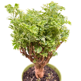 Aralia Ming Gold Mini Bonsai
