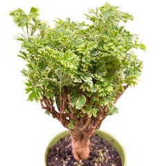 Aralia Ming Gold Mini Bonsai