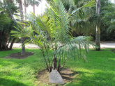 2 Arenga engleri (Dwarf Sugar Palm) | Bare Root Starter Seedlings | Fragrant Palm | Clumping Hardy Palm | Tropical Landscape