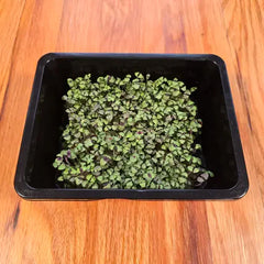 Basil (Bicolor)
