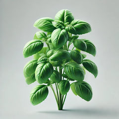 Basil (Aya Prospera) (4x)