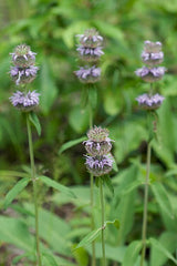 Blephilia ciliata Seeds – Downy Wood Mint | Ohio Horsemint | Native Pollinator Wildflower | 300 Seeds