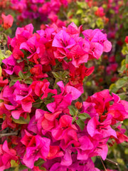 7 Bougainvillea Fuchsia Pink Live Cuttings – 6" Unrooted Flowering Shrub, Vining Bush, Tropical Plant for Garden or Bonsai