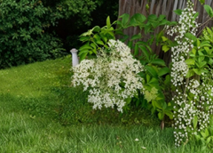 American Elderberry Live Cuttings – 3+ Sambucus canadensis Unrooted Cuttings for Propagation and Garden Growing