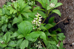 Pachysandra Procumbens Live Rooted Cuttings – 10 Native Ground Cover Plants for Shade Gardens and Landscapes