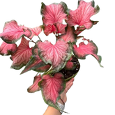 Caladium Red Flash | Bold Red & Green Tropical Foliage Plant | House Plant Shop