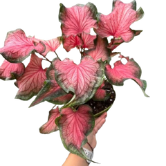 Caladium Red Flash | Bold Red & Green Tropical Foliage Plant | House Plant Shop