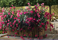 True Christmas Cactus Starter Plant Old Fashioned Pink Schlumbergera Live Tropical Houseplant 1 Plant