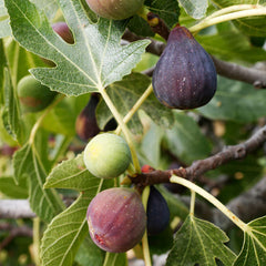 Celeste Fig Cuttings (Ficus carica) - 2 Unrooted 6-8" | Sweet Cold Hardy Heirloom Fig Tree | Sugar Fig for Propagation & Home Orchards