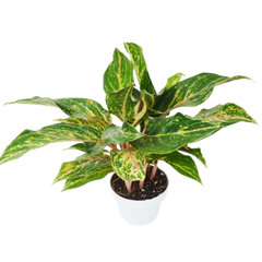 Chinese Evergreen 'Sparkling Sarah' - 6" Pot