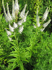 Veronicastrum Virginicum Seeds (2500) Culver’s Root – Native Perennial Wildflower, White Bloom Spikes, Pollinator Plant