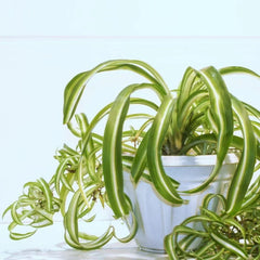 4 Rooted Curly Spider Plants – Live Chlorophytum Bonnie Houseplants, Easy Indoor Air-Purifying Plants for Home & Office