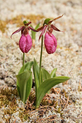 Pink Lady’s Slipper Orchid (Cypripedium acaule) – Live Bare Root Native Wildflower | Hardy Woodland Orchid | Rare Perennial Plant
