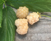 Snowbank White Blackberry Plant | Rubus | Live Bare Root Starter | Rare White Berry for Garden, Patio, or Home Orchard | 1 Count