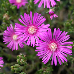 6 Ice Plant Cuttings | Unrooted 4–7” Succulent Stems | Purple Pink Ground Cover | Drought-Tolerant | Delosperma or Lampranthus