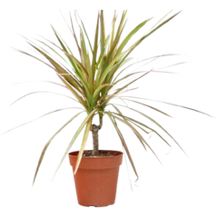 Dracaena 'Red Margined' - 4" Pot