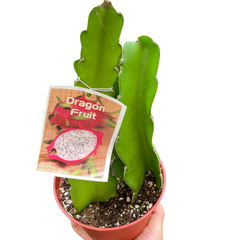 Dragon Fruit