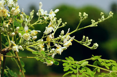 Moringa Cuttings (4 Pack) – Fresh Unrooted Moringa Oleifera, Drumstick Tree, Miracle Tree Cuttings for Growing & Propagation