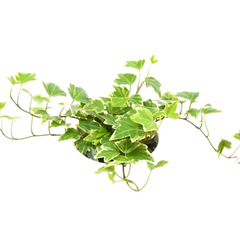 English Ivy 'Eva'