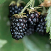 2 Columbia Star Thornless Blackberry Plants – Rubus Hybrid Bare Root Bushes | Sweet, Large Berries for Patio, Garden, or Orchard
