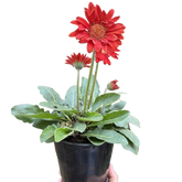 Gerbera Sweet Love Red