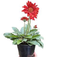 Gerbera Sweet Love Red