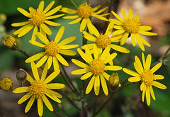 100 Packera aurea Seeds | Golden Ragwort | Native Perennial Wildflower | Early Spring Pollinator & Meadow Plant
