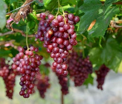 6 Crimson Red Seedless Grape Vine Cuttings β Unrooted, Fresh Table Grape Vines, Vitis vinifera, Sweet Large Fruit Variety